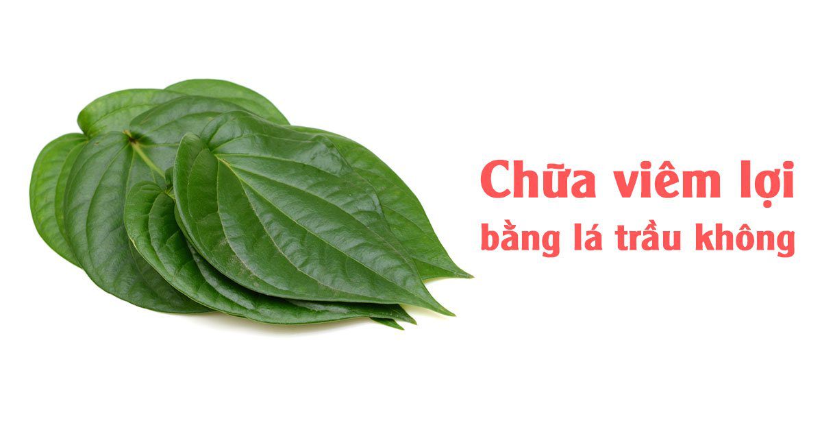 Chữa viêm lợi bằng lá trầu không