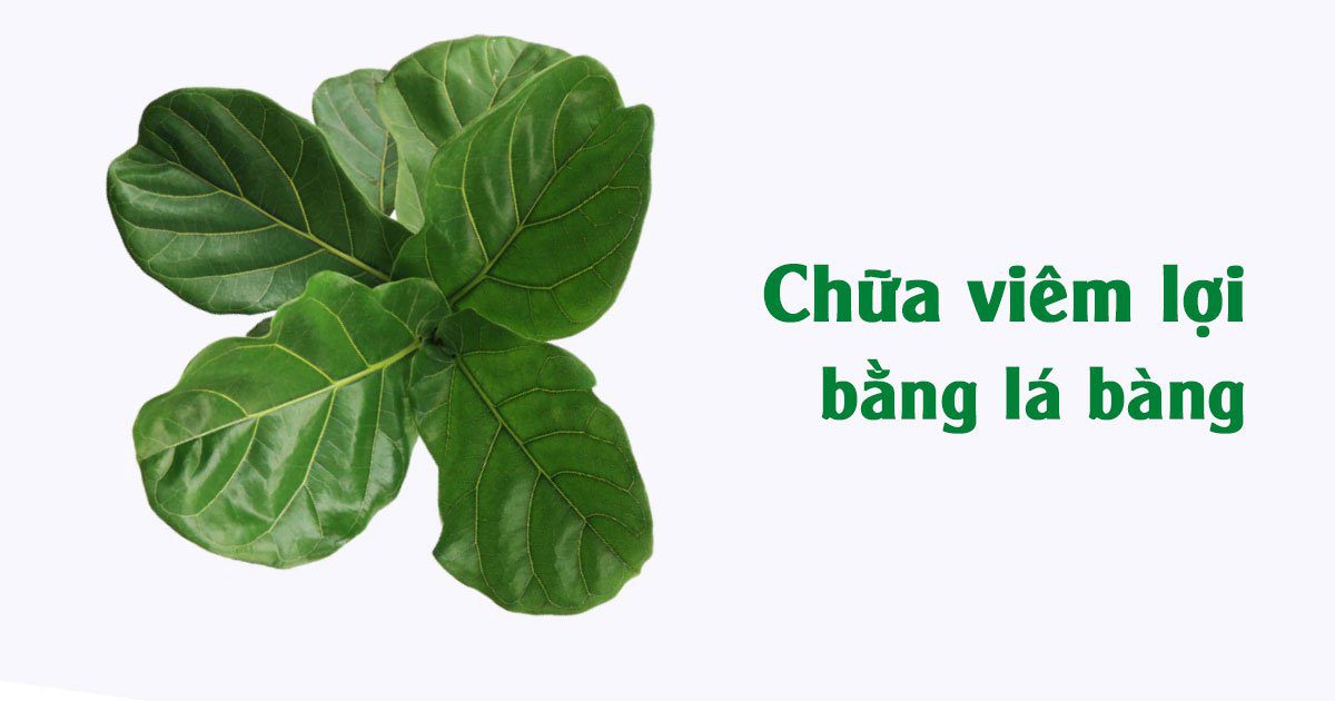 Chữa viêm lợi bằng lá bàng